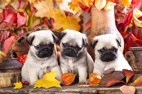 Fall Pug Wallpaper Pug Dog Fall Leaves Wallpaper - Fall Wallpaper