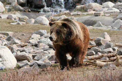 First Male Grizzly Bear Comes Out Of Hibernation In Yellowstone ...