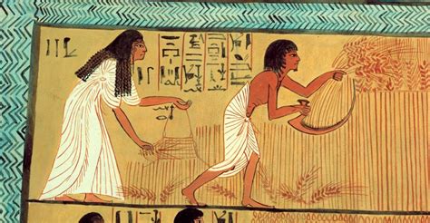 3,000-year-old Egyptian wheat genome sequenced for the first time | CRAG | Centre for research ...