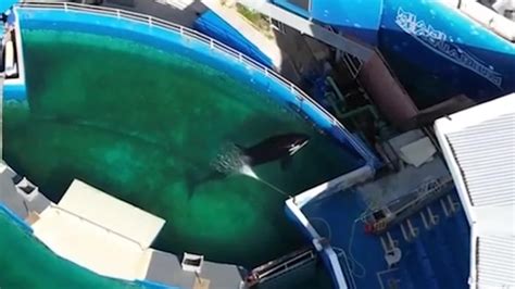 Footage shows orca in tiny pool at Miami Seaquarium just metres from ocean