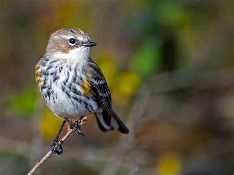 Yellow-rumped Warbler | Audubon Field Guide