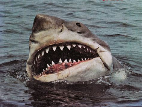 Steven Spielberg reveals first test of Jaws shark was 'total disaster' — The Daily Jaws