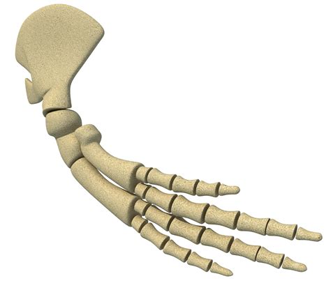 3D Whale Flipper Shoulder Bones model 3D Model - 3DHunt.co