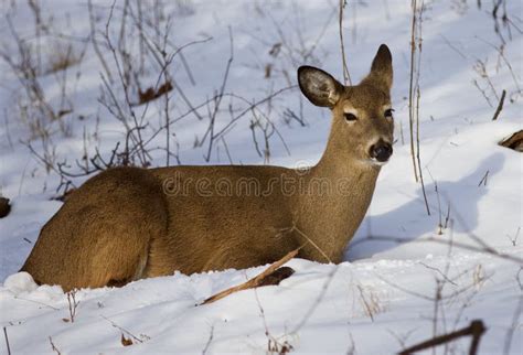 Deer laying in snow stock image. Image of closed, eyes - 17516305