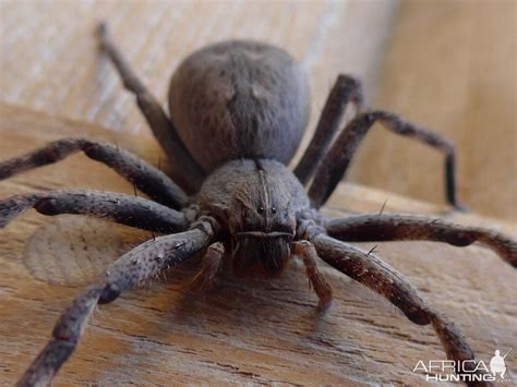 African Rain Spider South Africa | AfricaHunting.com