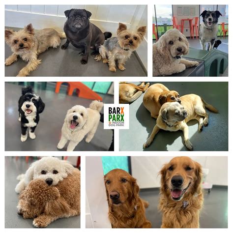 Barx Parx - Indoor Dog Park on Twitter: ": Happy National Siblings Day!! 🥰💚🧡🐾 📍 BARX PARX 8868 S ...