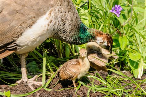 Peacock Chicks Stock Photos, Pictures & Royalty-Free Images - iStock