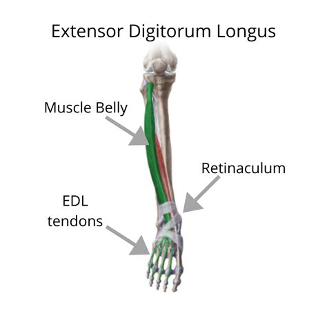 Pain on the Top of the Foot: Extensor Digitorum — Dynamic Physio Therapy | Naples, FL | Physical ...