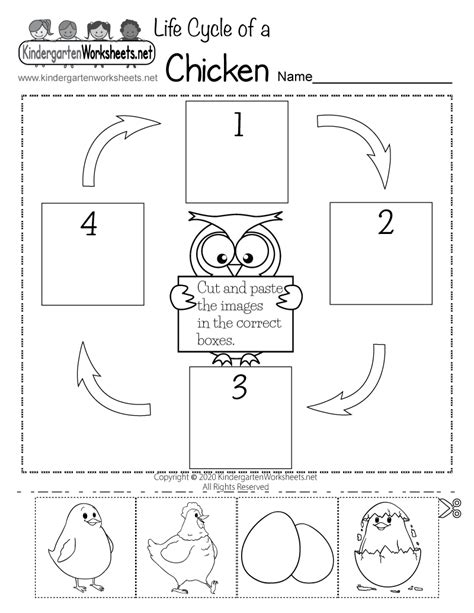 Free Printable Life Cycle of a Chicken Worksheet | Ciclos de vida ...