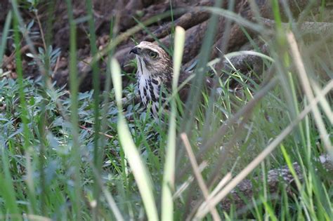 African Goshawk – juvenile _resize – BirdLife eThekwini KZN