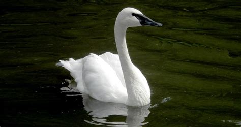 Trumpeter Swan Overview, All About Birds, Cornell Lab of Ornithology