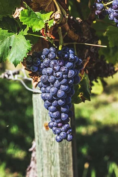 Sangiovese wine guide: grape, history and organoleptic characteristics ...