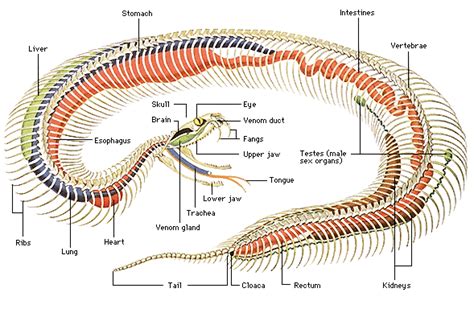 Snake skeletal system | Snake, Reptiles, Anatomy