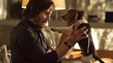 JOHN WICK: Was für einen Hund hat er und warum ist der so wichtig? | John wick, John wick film ...