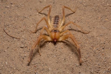 Solifugae sp. (need ID) | Little Rann of Kutch, Zainabad, Gu… | Flickr