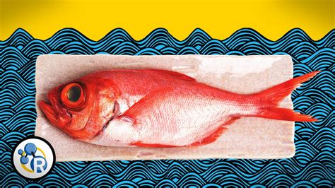 Three Ways to Make Fish Smell Less "Fishy" With Science