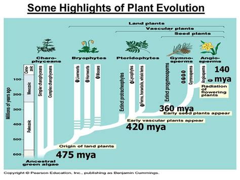 Image result for evolution of flowering plants timeline | Planting flowers, Plant classification ...