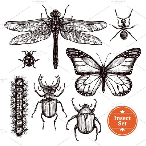 Hand drawn different insects set | Outline Icons ~ Creative Market