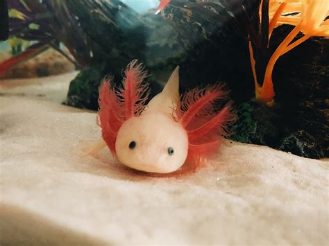 Cute Axolotl Axolotl Pet Axolotl Tank Cute Creatures Sea Creatures ...