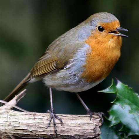 Little Robin Redbreast | Little Robin Redbreast View On Blac… | Flickr