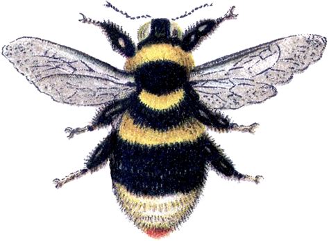 Bumble-Bee-Clip-Art-GraphicsFairy - The Graphics Fairy