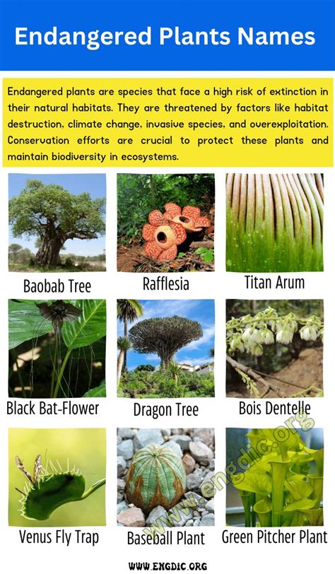 Top 10 Endangered Plants Names & Pictures | Endangered plants ...