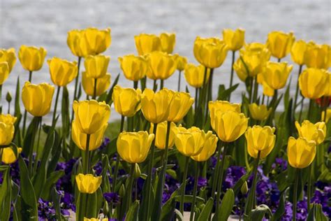 Ý nghĩa loài hoa tulip vàng