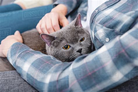 Partial view of woman sitting on couch with beautiful grey cat - Stock Photo - Dissolve