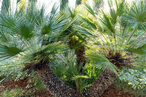 European Fan Palm: Plant Care & Growing Guide