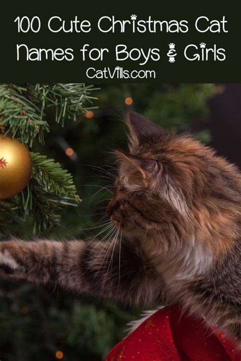 100 Festive Christmas Cat Names for Boys & Girls