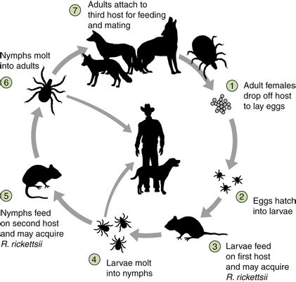 Dermacentor Variabilis Life Cycle