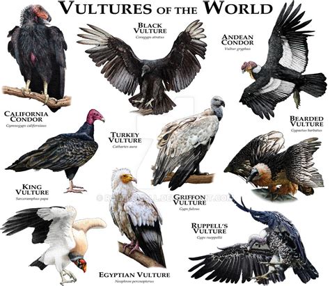 Vultures of the World by rogerdhall on DeviantArt