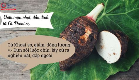 Cây Khoai sọ (Colocasia esculenta Schott) - Thực phẩm quen thuộc cũng là vị thuốc hữu ích