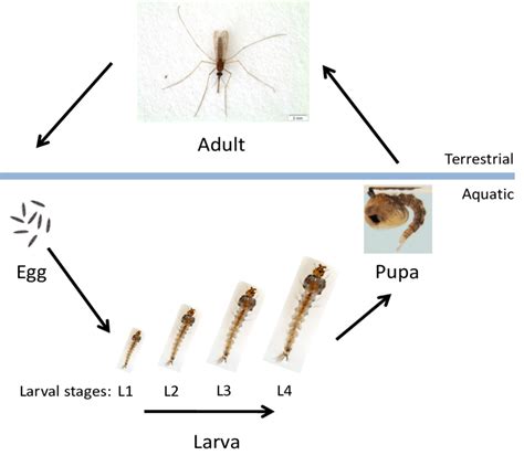 Anopheles Mosquito Eggs