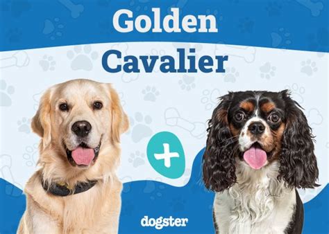 Golden Cavalier: Info, Pictures, Care & More – Dogster