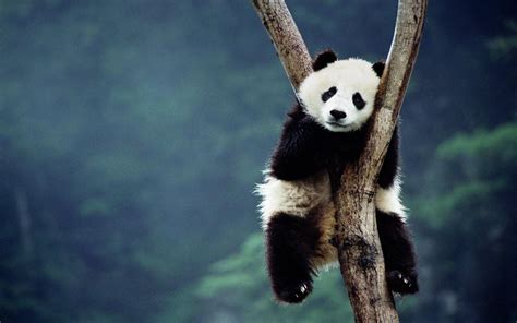 Panda Bear Backgrounds - Wallpaper Cave