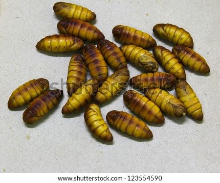 Chrysalis Silkworm ,Silk Worm Cocoon Stock Photo 123554590 : Shutterstock