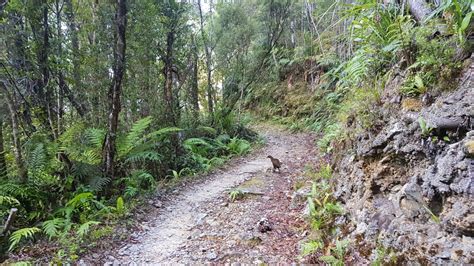 The Heaphy Track Great Walks - Tinytramper