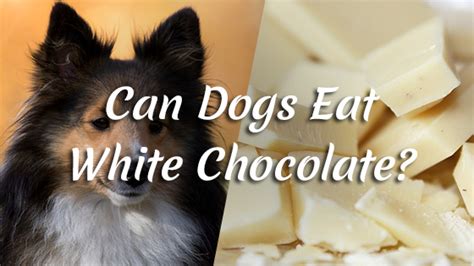 Can Dogs Eat White Chocolate? | Pet Consider