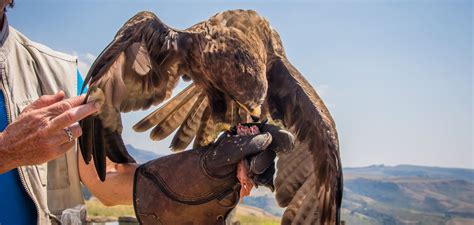 Hunting Falconry