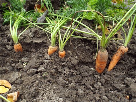 Tips For Growing Carrots – Marilyn's Way