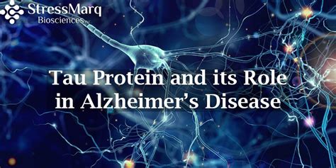 Tau Protein and its Role in Alzheimer’s Disease | StressMarq