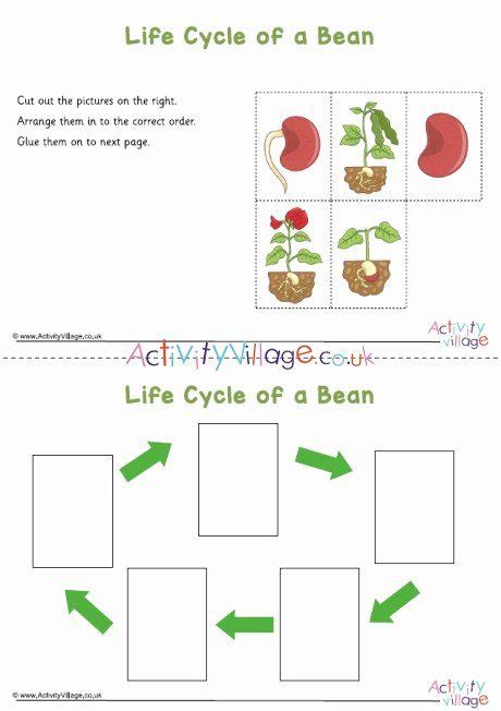 Lima Bean Experiment Worksheet