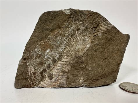 Fossilized Fish 5W X 2D X 3H