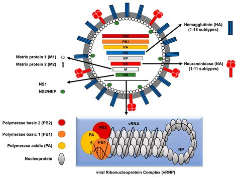 Flu Virus Structure