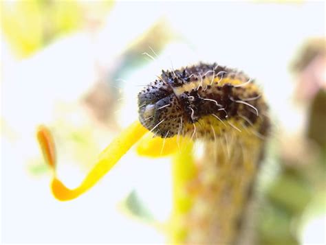 Caterpillar (Pieris brassicae) | Caterpillar of the Large Wh… | Flickr