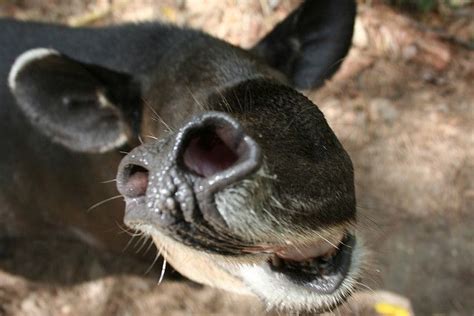 Belize Zoo Tapir | Mammals, Belize, Animals