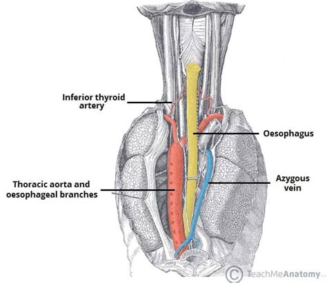 The Posterior Mediastinum - Borders - Contents - TeachMeAnatomy