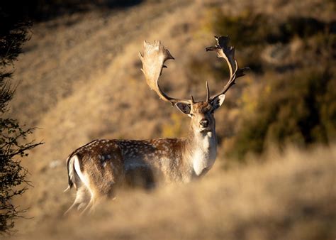 Bow Hunting — Exclusive Adventures New Zealand