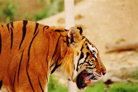 summer, animal head, lion, riyadh, no people, arab, profile view, one ...